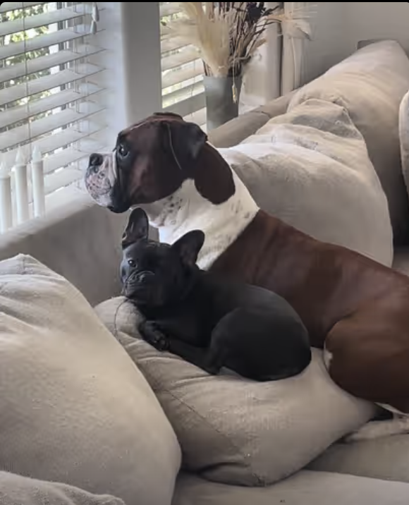 Frenchie Yoda - dynamic duo on the lookout!